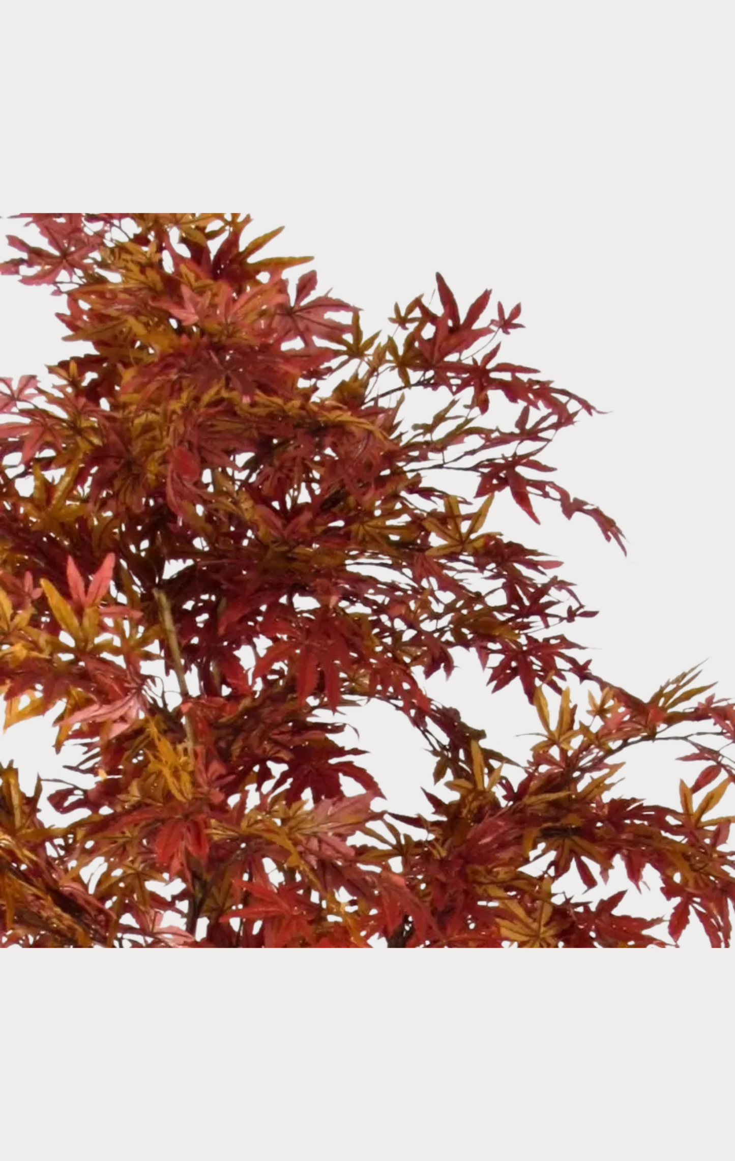 Acero Semi-Naturale · Rosso · New Garden · Tronco Mansanisi