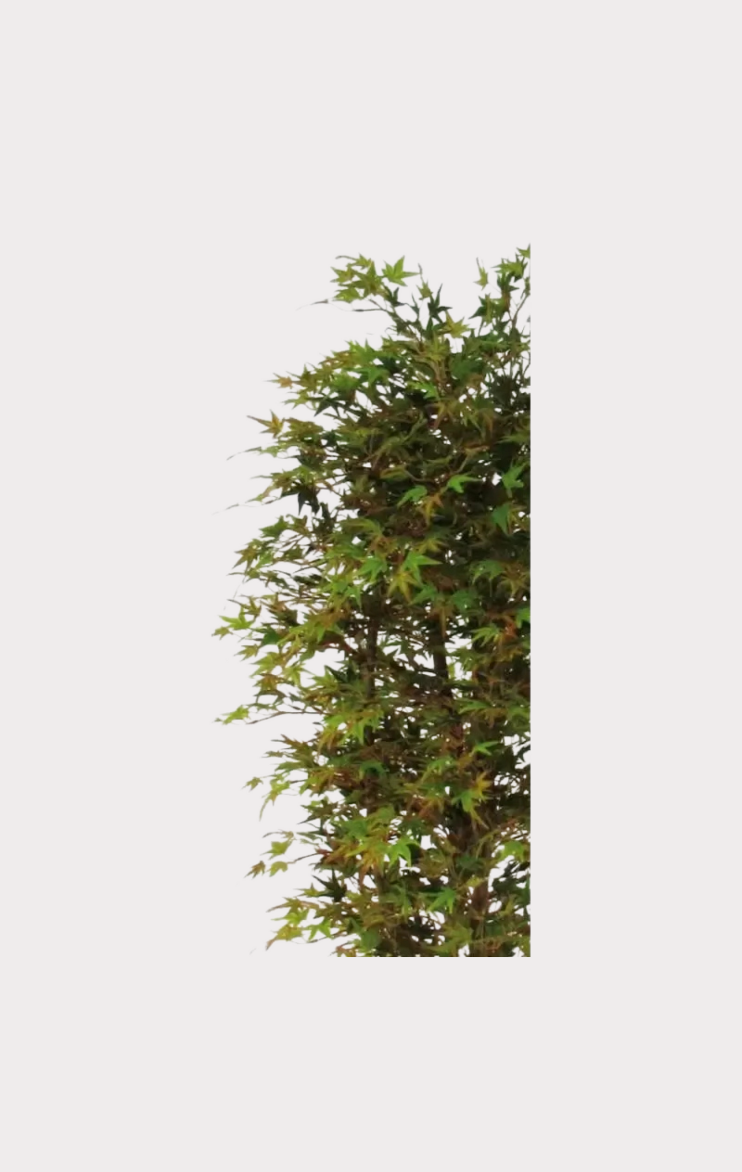 Acero Semi-Naturale · Colori Autunnali · Mini-foglie · Tronco Mansanisi