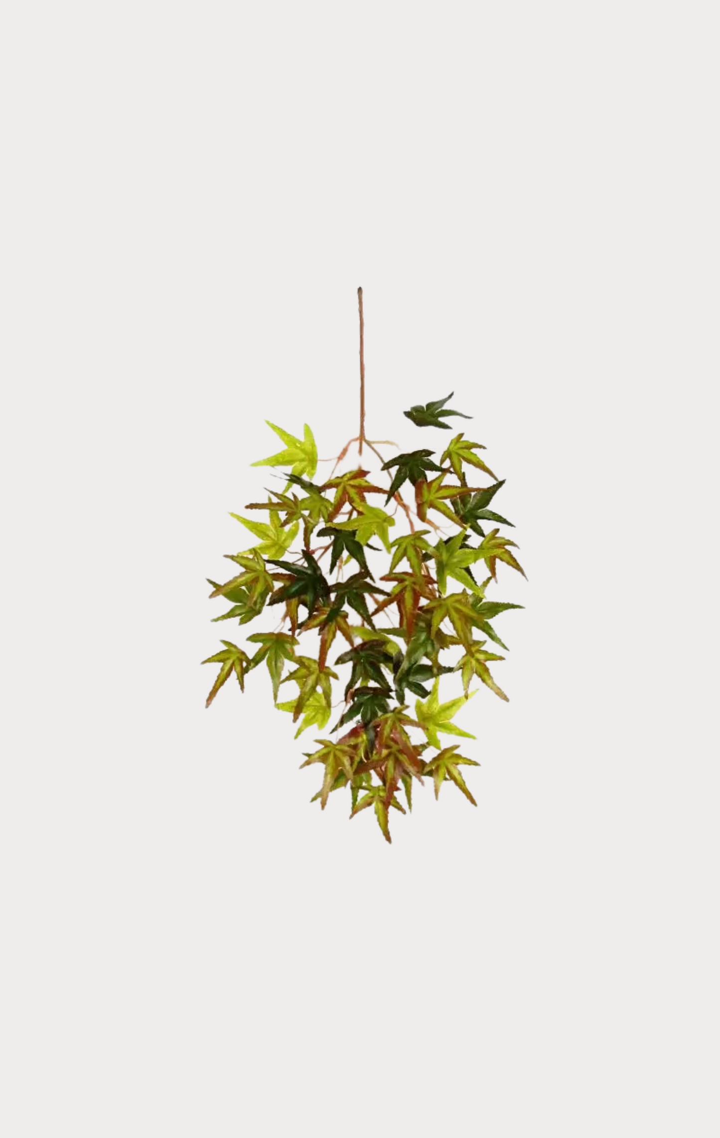 Acero Semi-Naturale · Colori Autunnali · Mini-foglie · Tronco Mansanisi