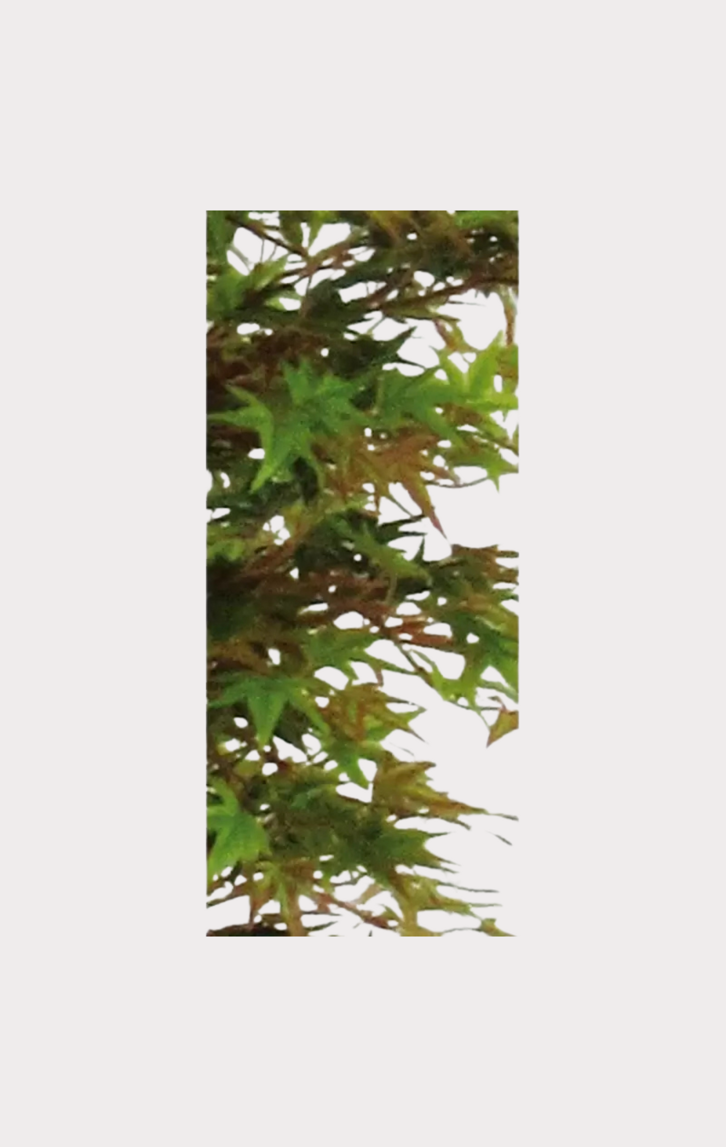 Acero Semi-Naturale · Colori Autunnali · Mini-foglie · Tronco Mansanisi