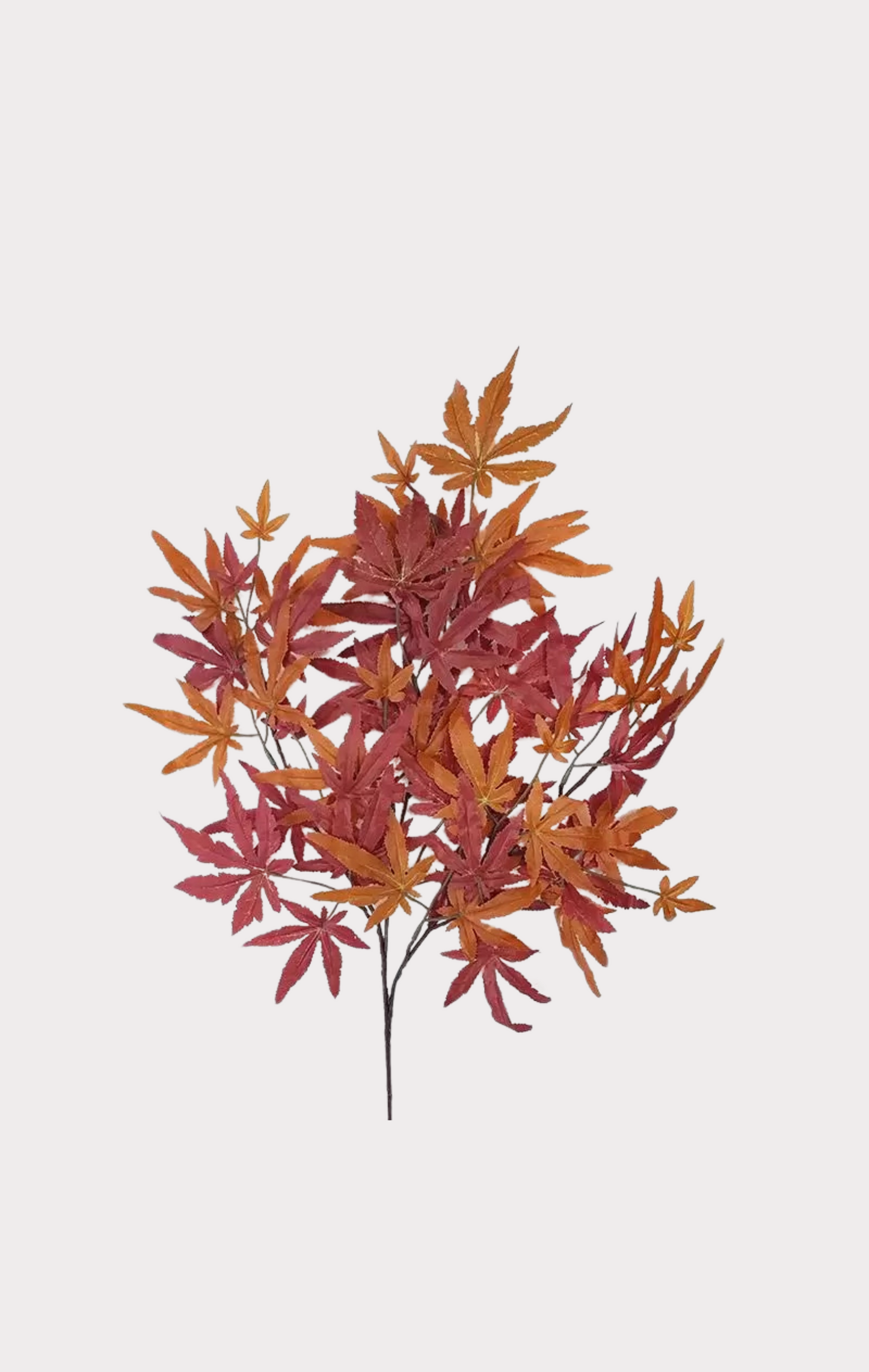 Acero Seminaturale • Rosso • Tronco Japan • H cm 185