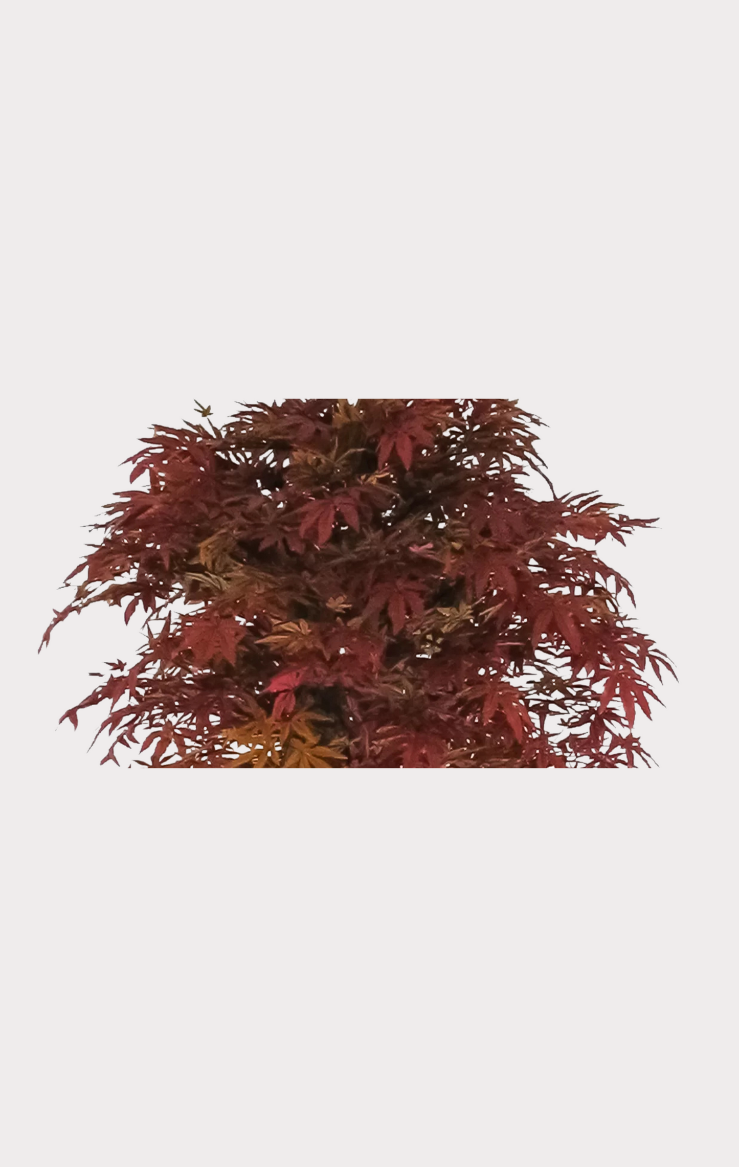 Acero Seminaturale • Rosso • Tronco Jamaica • H cm 200