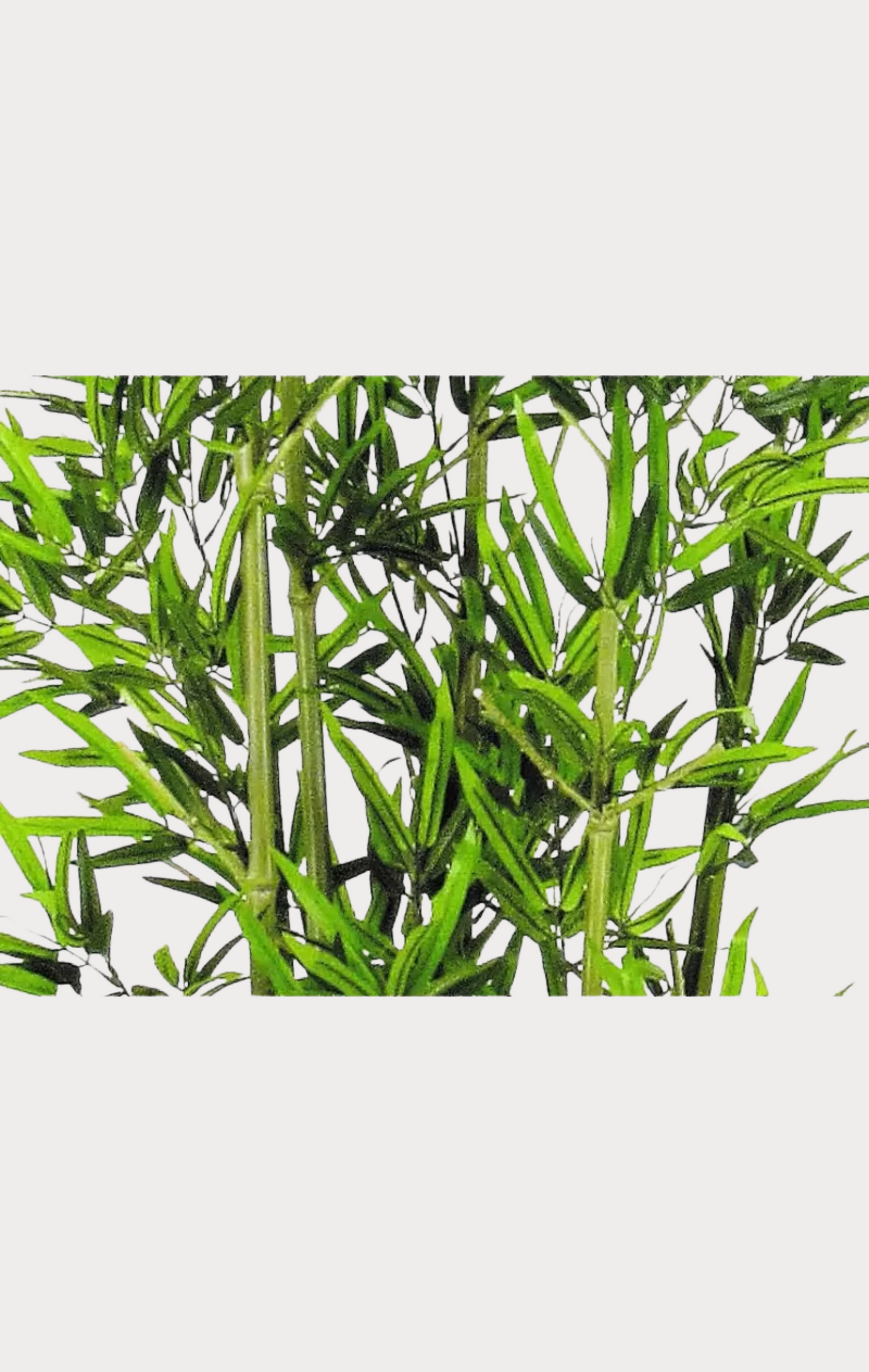 Bamboo Large Seminaturale • Verde • 6/7 Canne Naturali • UVR