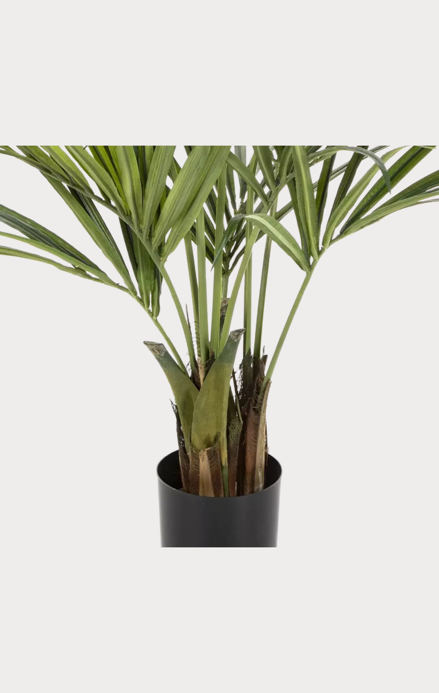 Palma Kentia Seminaturale • Verde • Tronco in fibra di Cocco • H cm 150