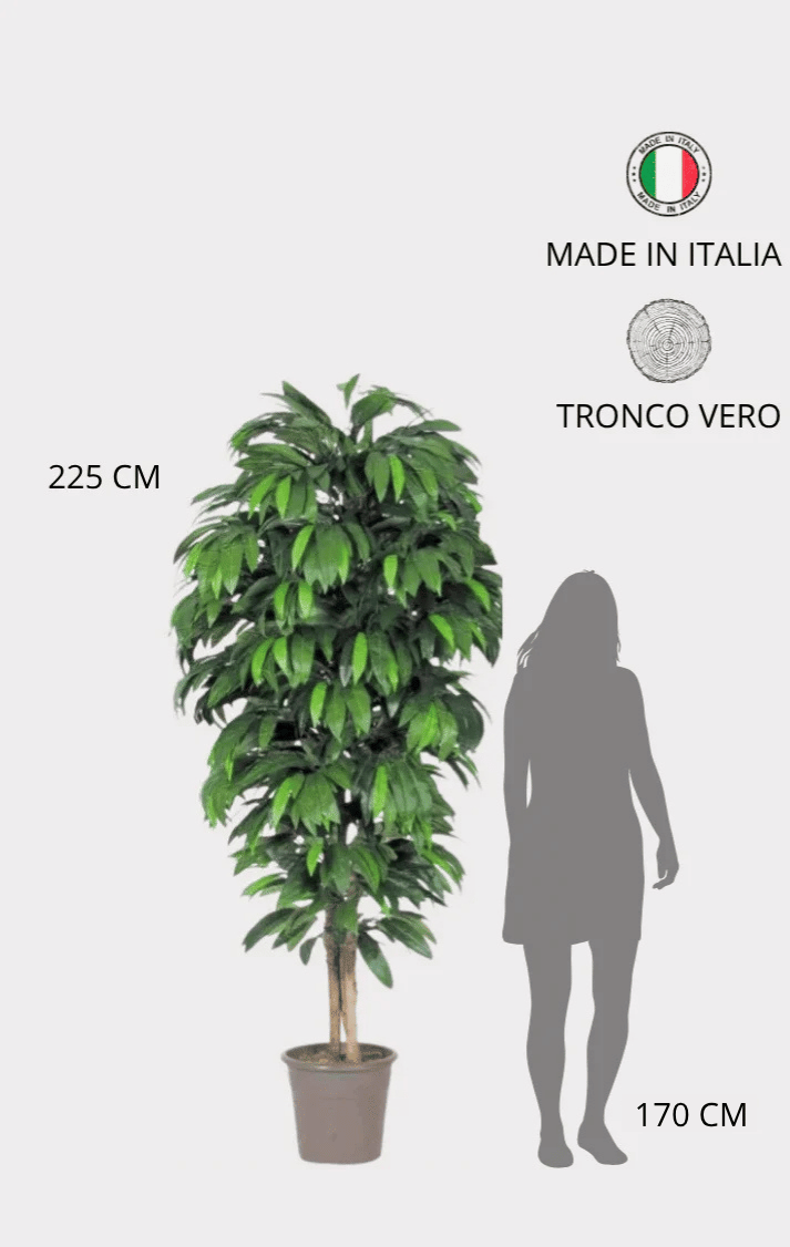 Mango Seminaturale • Verde • Tronco Mansanisi • UVR
