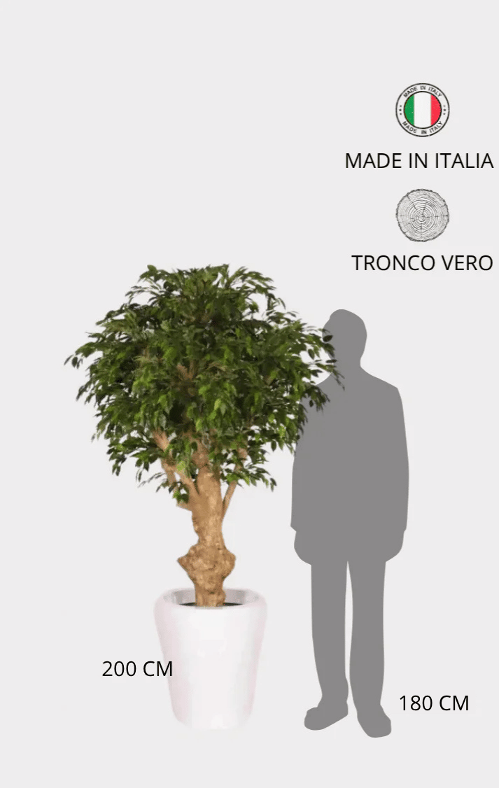 Ficus Hawaiian Seminaturale • Verde • Tronco Jamaica • H cm 200