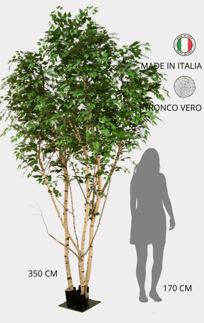 Betulla Seminaturale • Verde • Tronco Giant Bosco