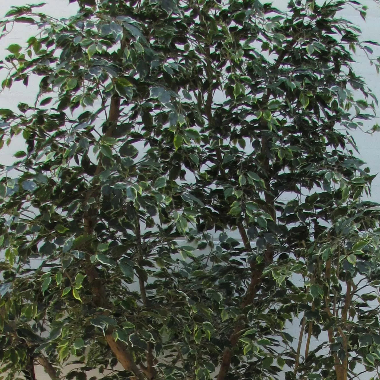 Ficus Elegance Seminaturale • Variegato • Tronco Mansanisi Giant Bosco
