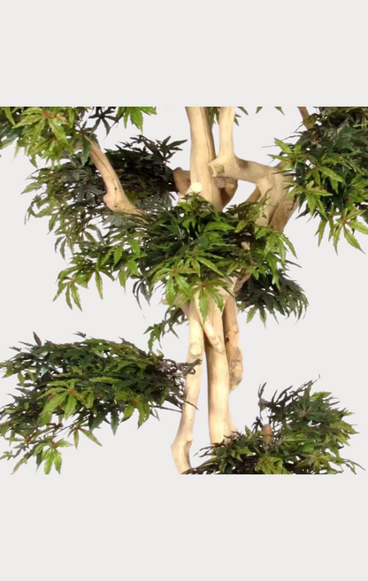 Acero Seminaturale • Verde • Tronco Japan • H cm 250