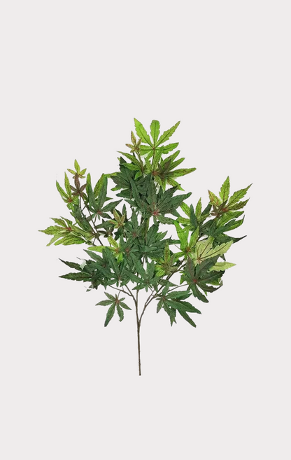 Acero Seminaturale • Verde • Tronco Japan • H cm 250