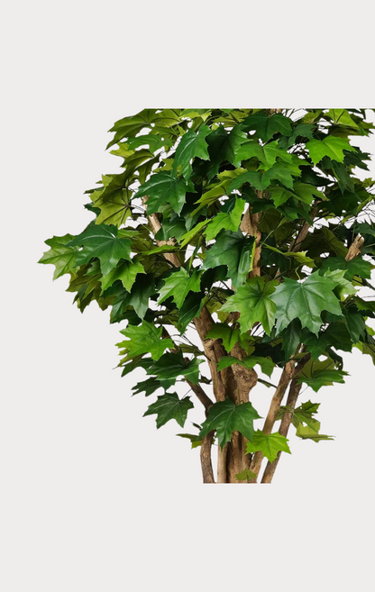 Acero Canadese Semi-Naturale · Verde · Tronco Mediterraneo