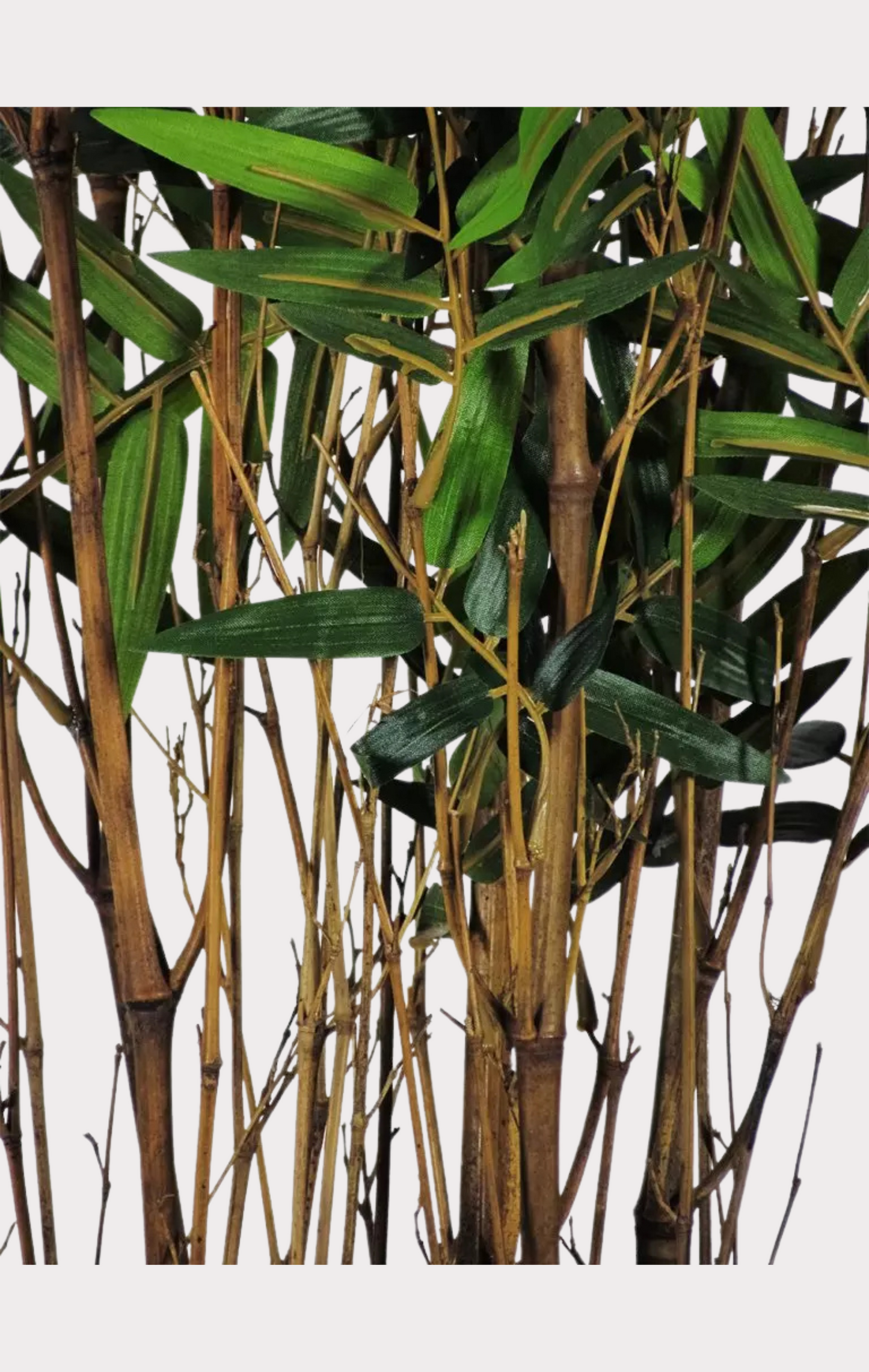 Bamboo Orientale Semi-Naturale • Verde • Canne Naturali • H 210 cm