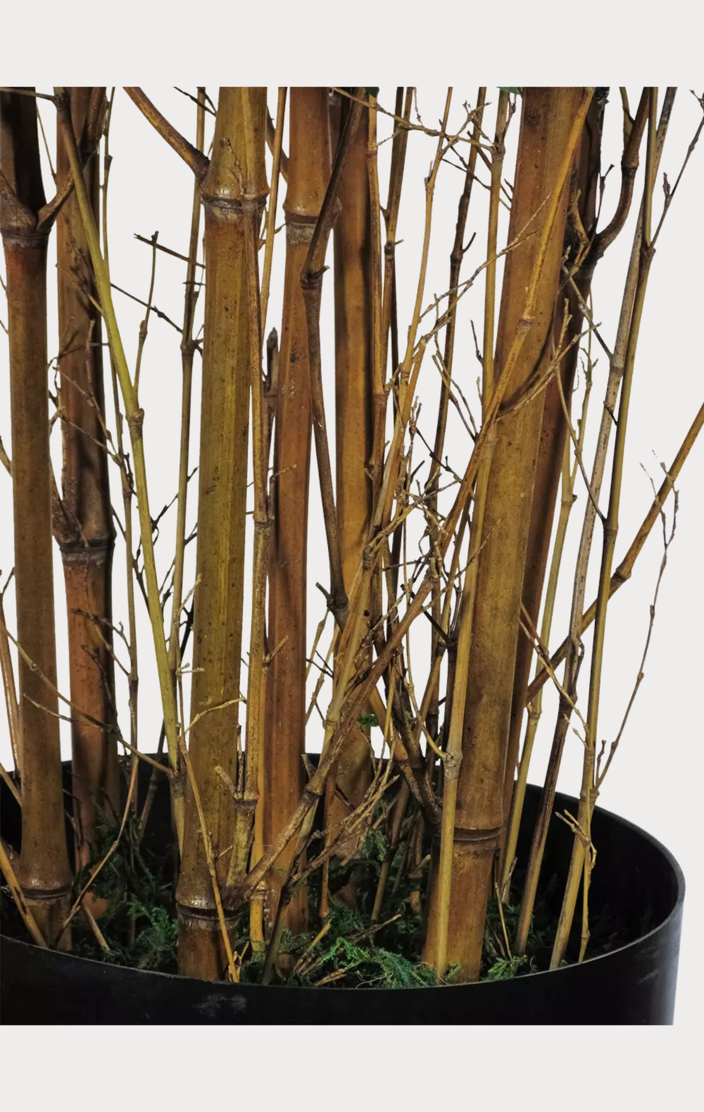 Bamboo Orientale Semi-Naturale • Verde • Canne Naturali • H 210 cm