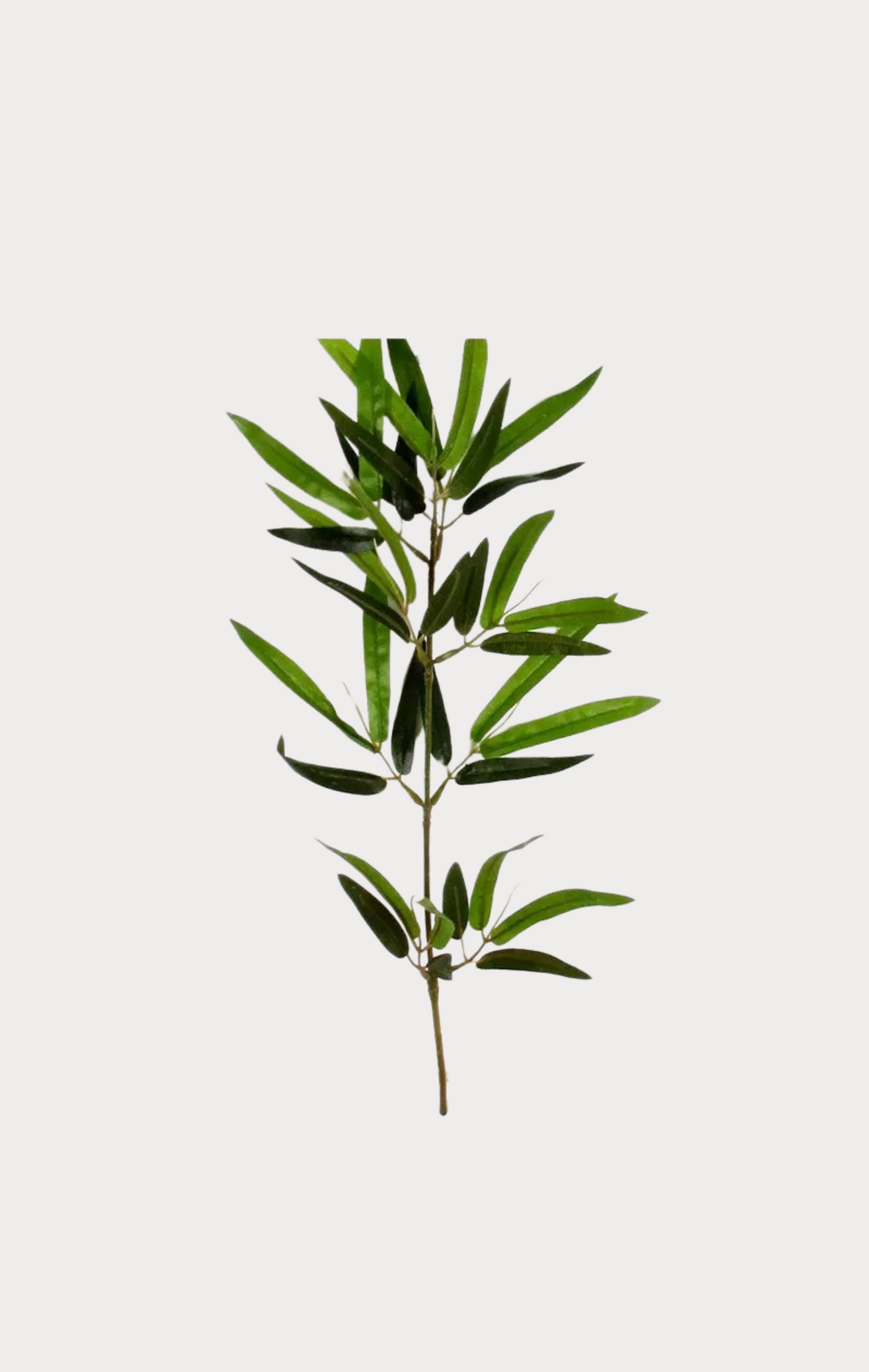 Bamboo Large Seminaturale • Verde • 6/7 Canne Naturali • UVR