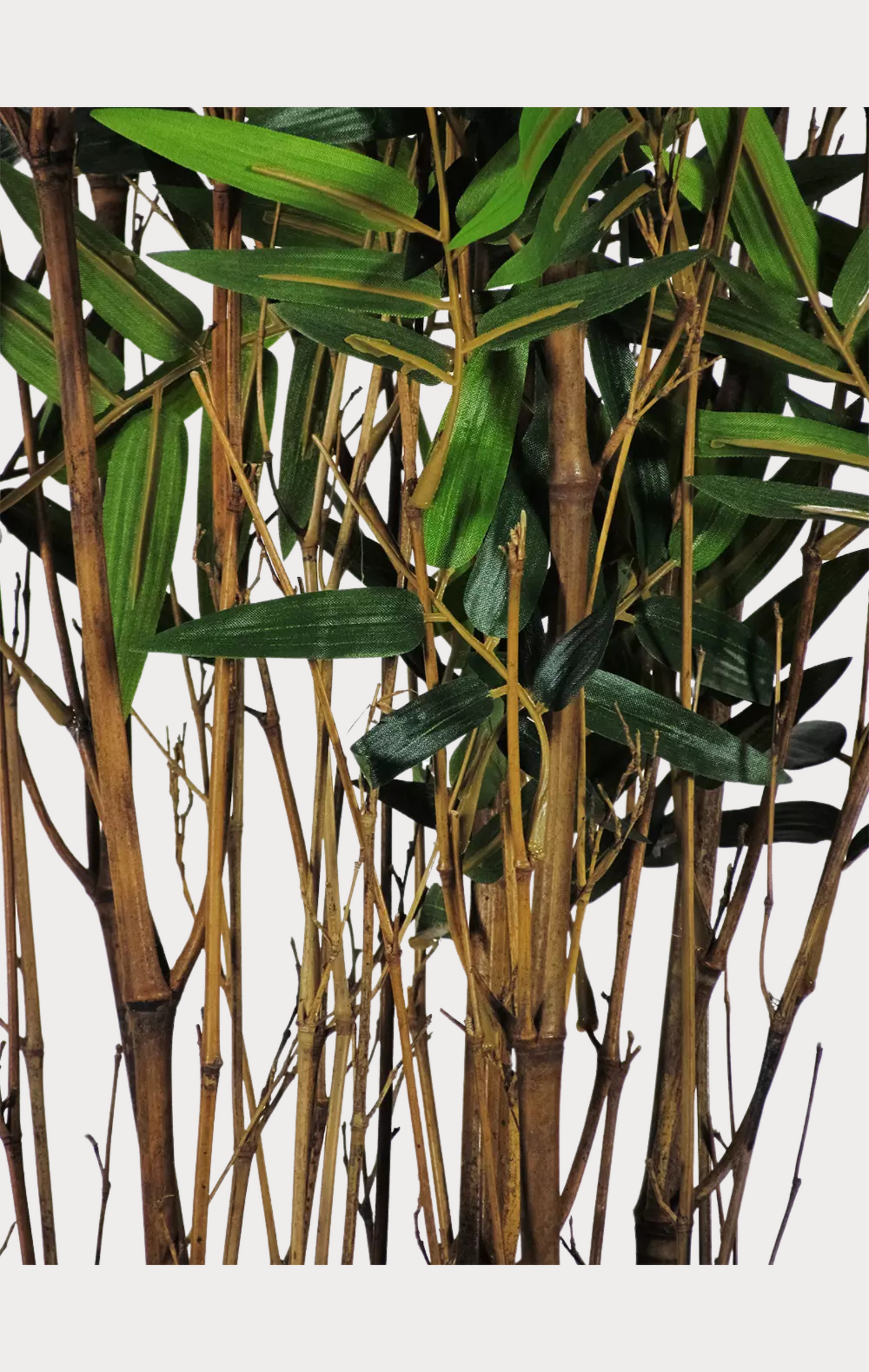 Bamboo Orientale Semi-Naturale • Verde • Canne Naturali • H 180 cm