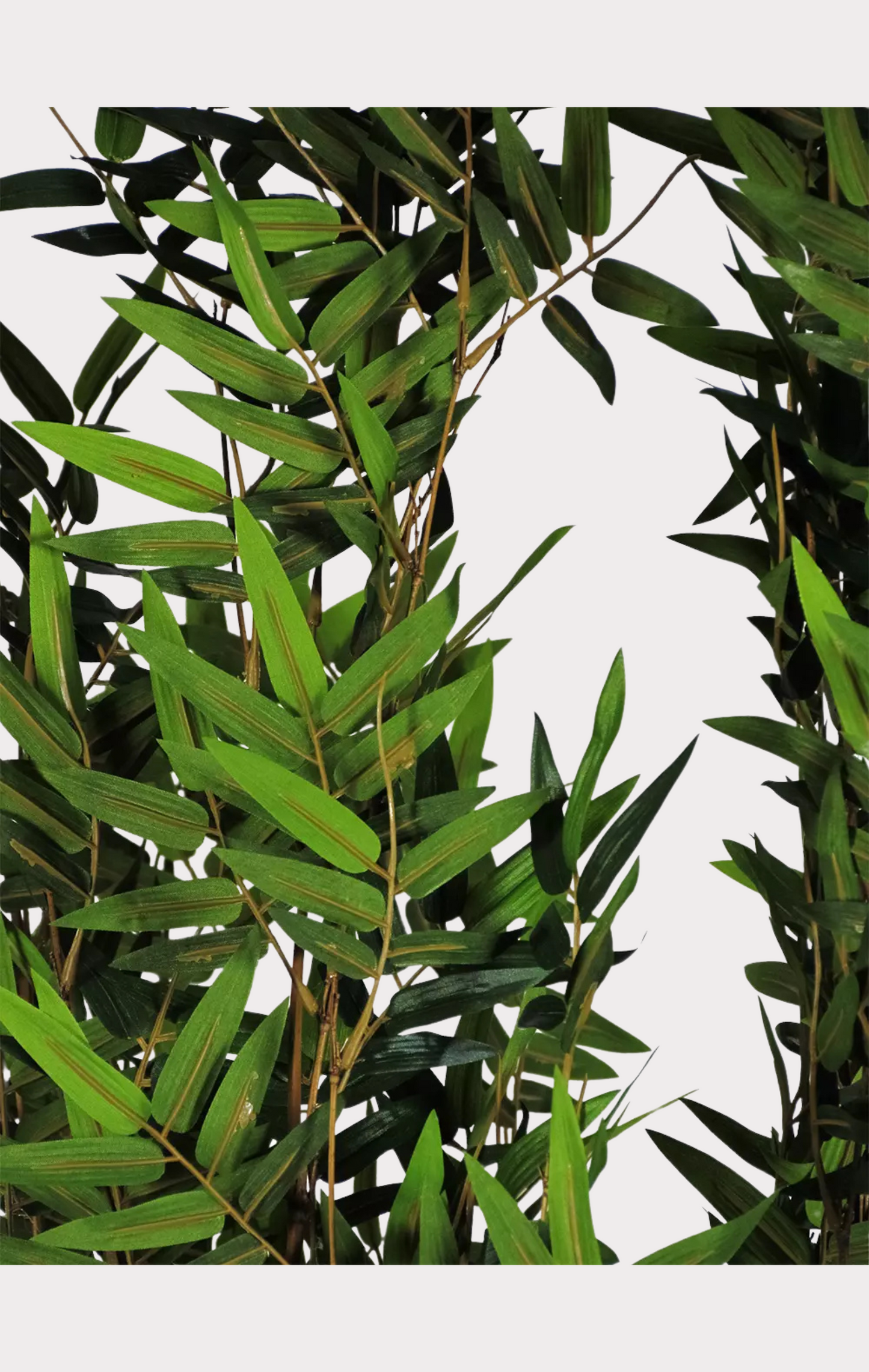 Bamboo Orientale Semi-Naturale • Verde • Canne Naturali • H 180 cm