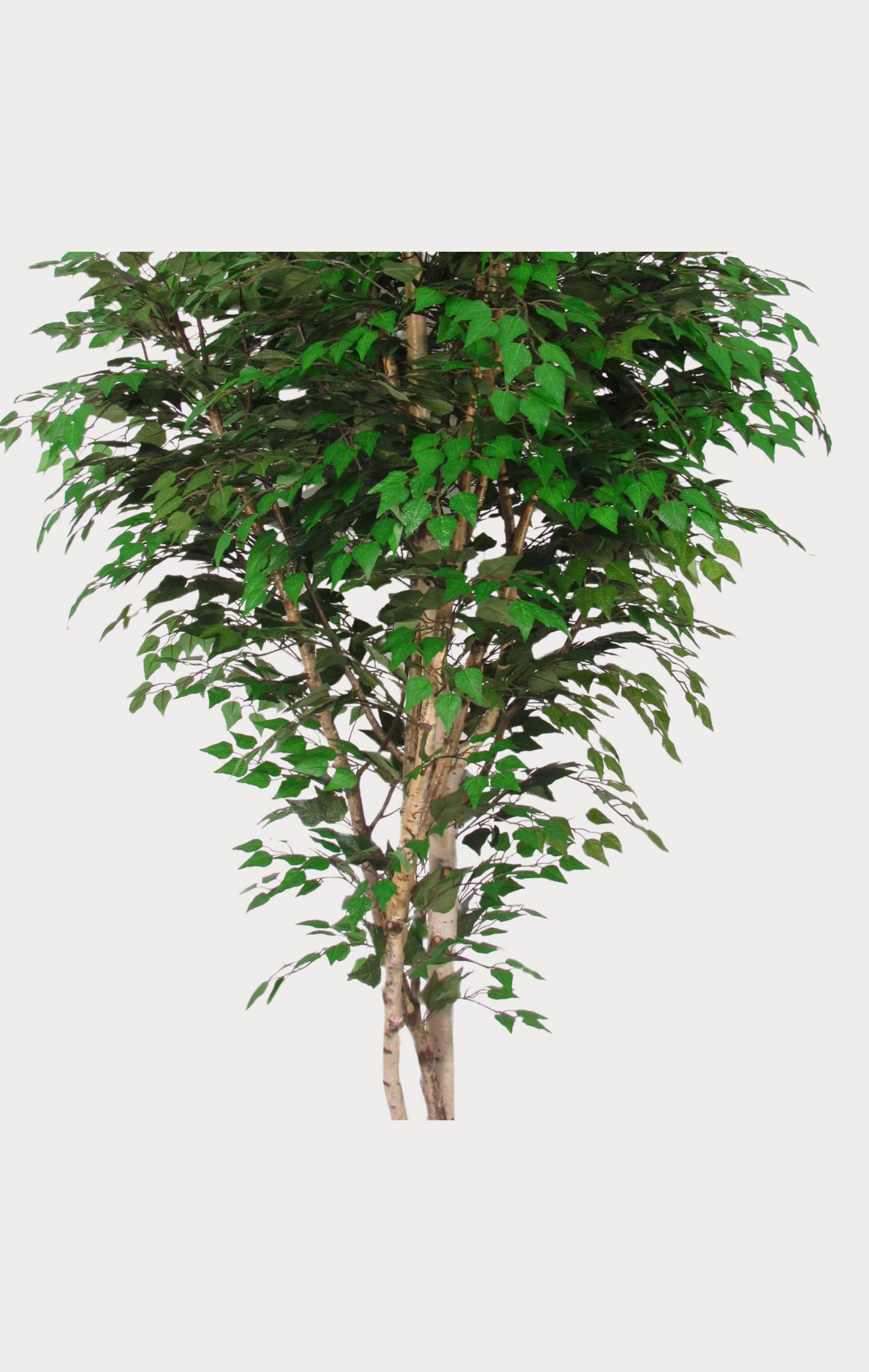 Betulla Seminaturale • Verde • Tronco Naturale