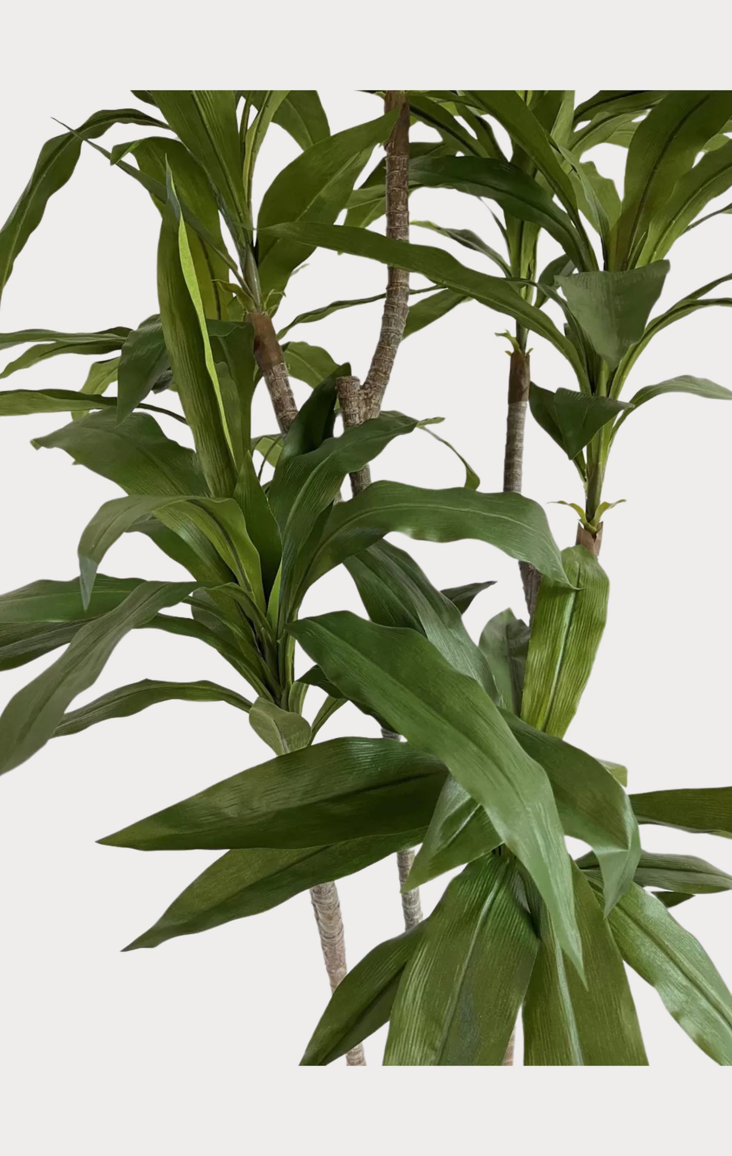 Dracena Fragrans Artificiale • Verde • H cm 160