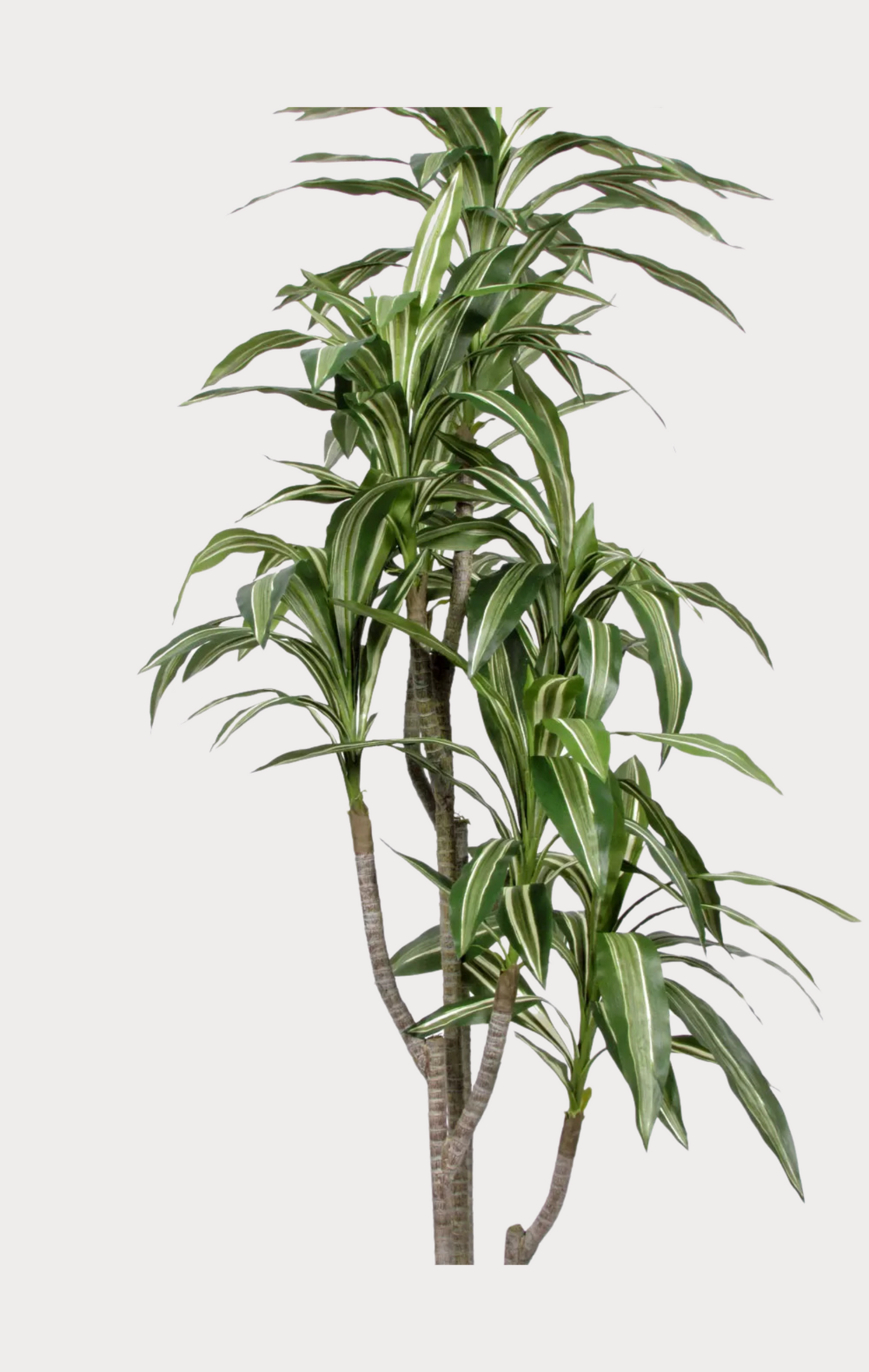 Dracena Fragrans Artificiale • Variegata • H cm 160
