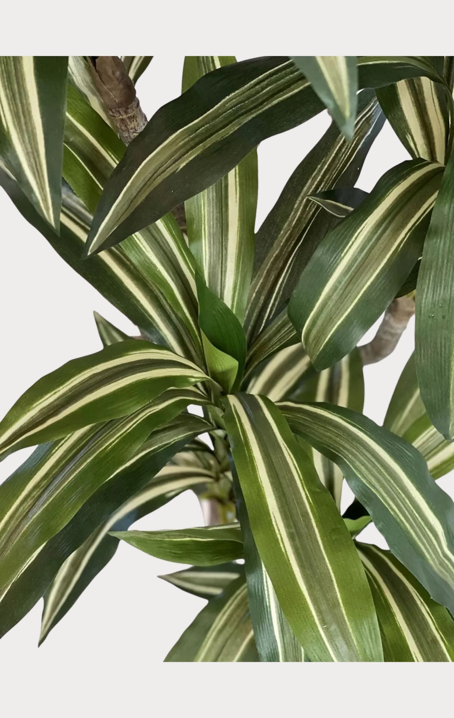 Dracena Fragrans Artificiale • Variegata • H cm 160