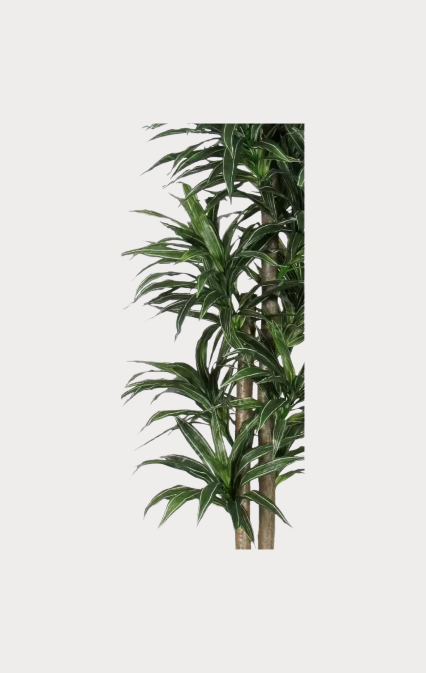 Dracena Seminaturale • Variegata • Tronco Mansanisi