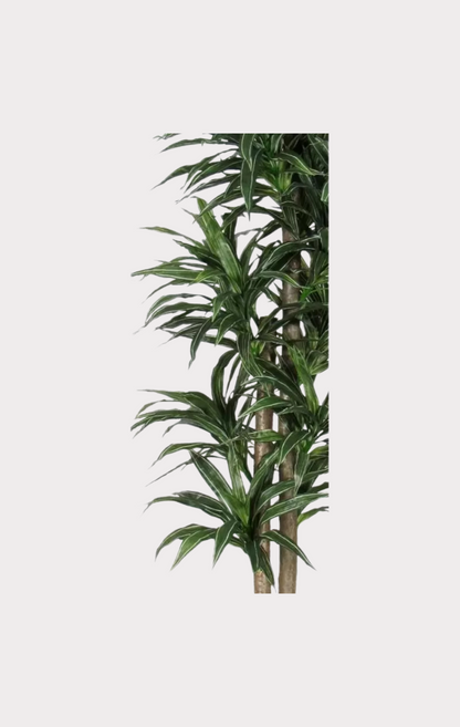 Dracena Seminaturale • Variegata • Tronco Mansanisi