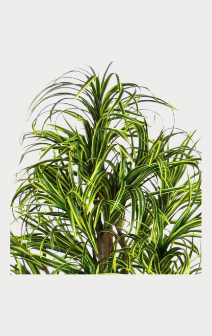 Dracena Seminaturale • Mini Foglie Variegate • Tronco Mansanisi