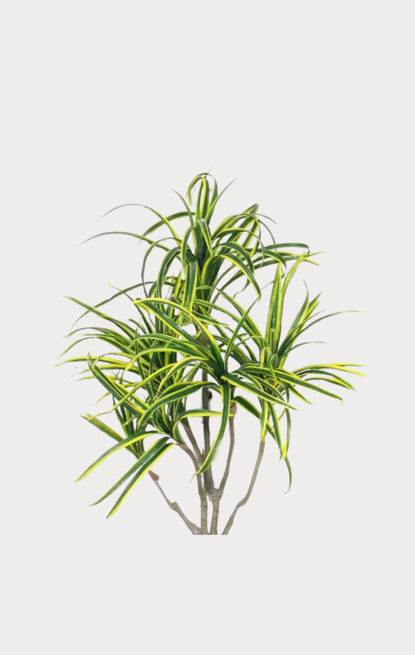 Dracena Seminaturale • Mini Foglie Variegate • Tronco Mansanisi