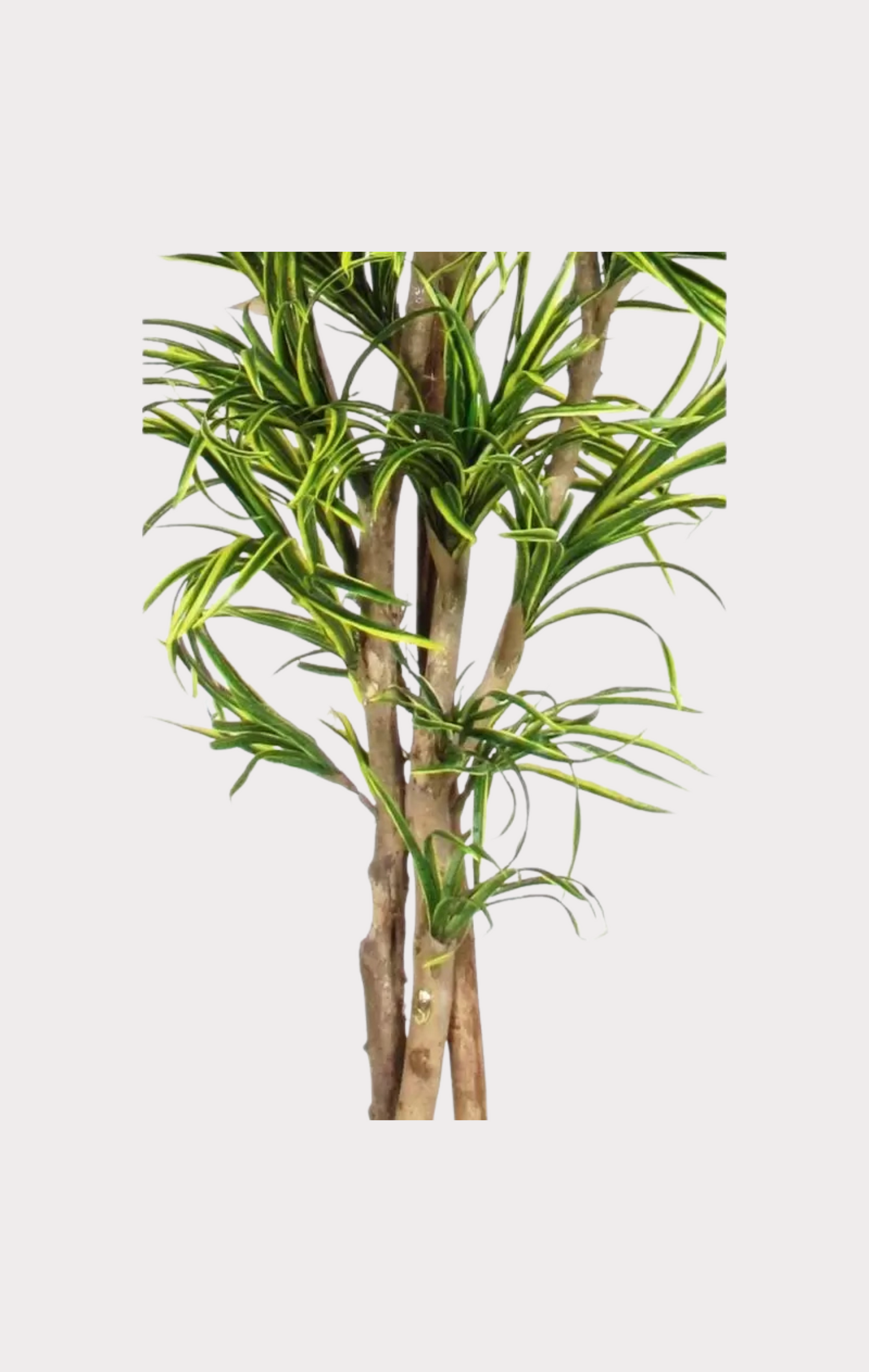 Dracena Seminaturale • Mini Foglie Variegate • Tronco Mansanisi