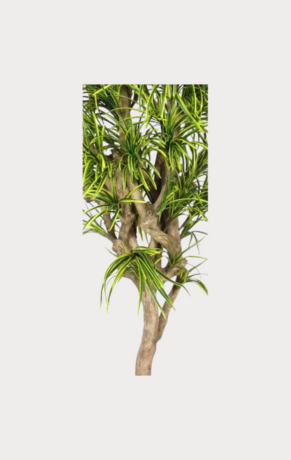 Dracena Seminaturale • Mini Foglie Variegate • Tronco Mediterraneo