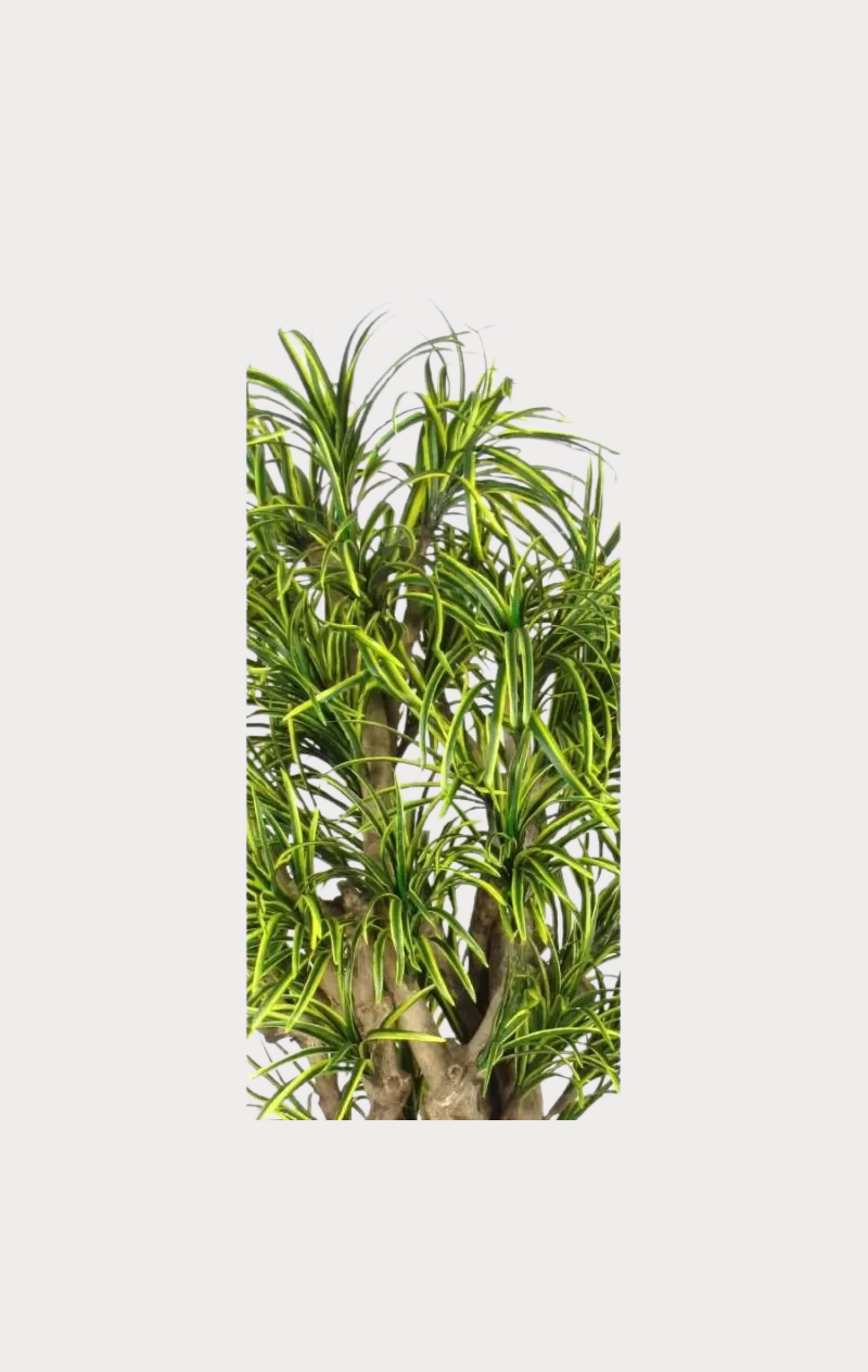 Dracena Seminaturale • Mini Foglie Variegate • Tronco Mediterraneo