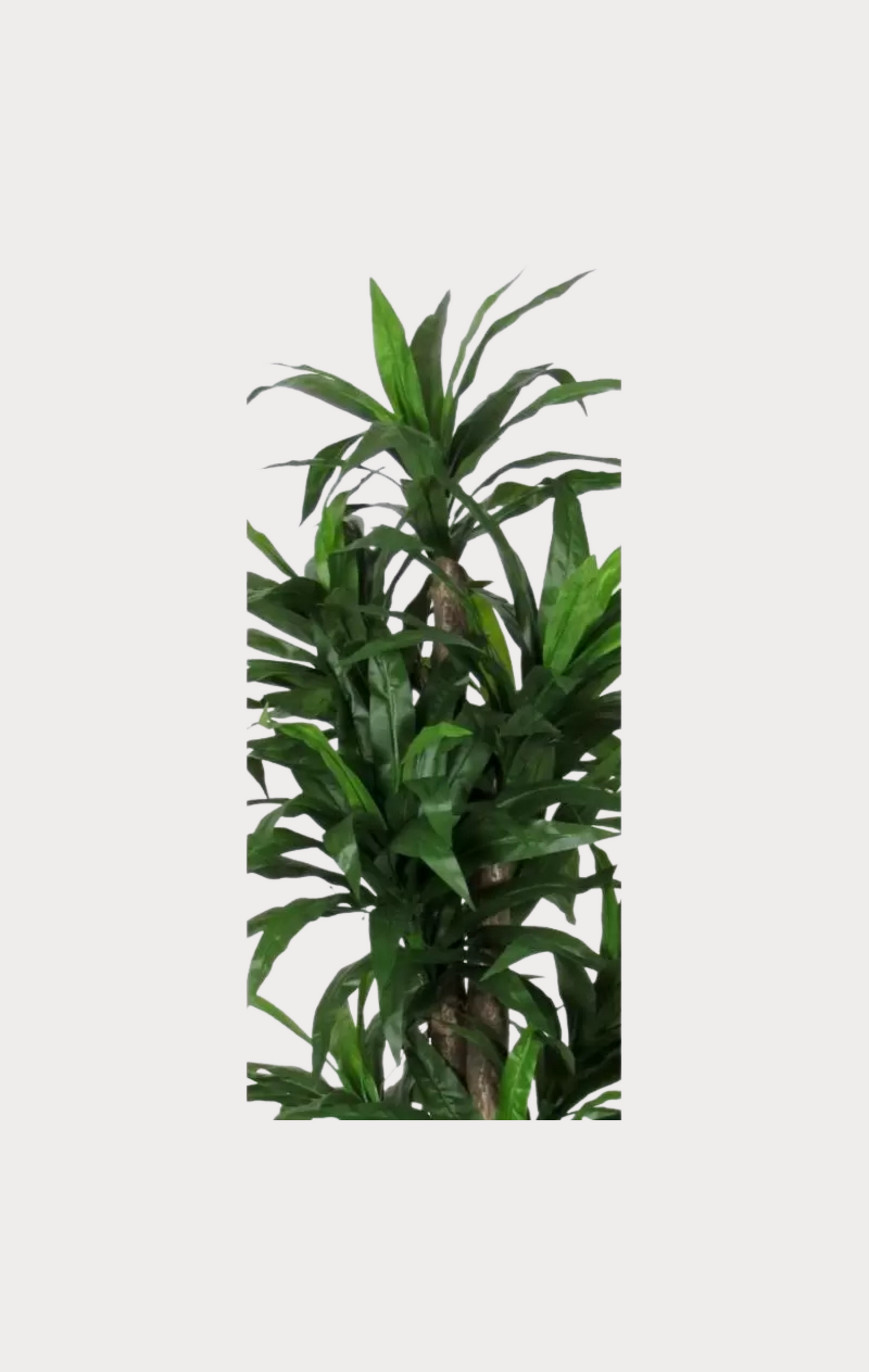 Dracena Seminaturale • Verde • Tronco Mansanisi