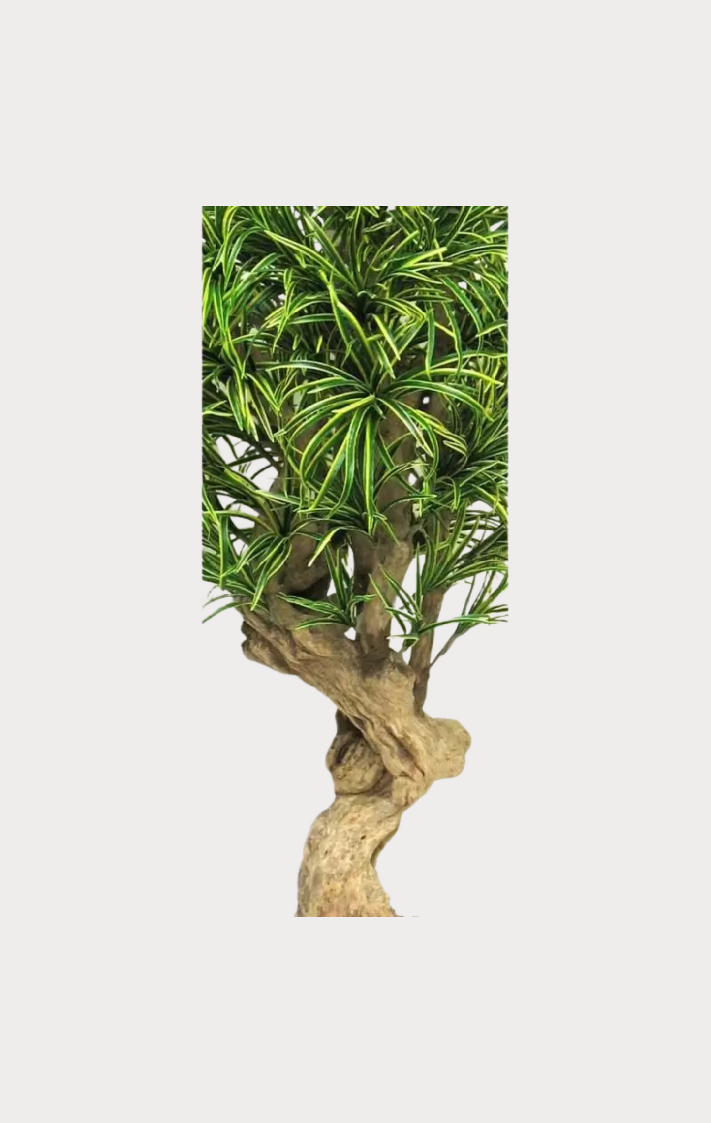 Dracena Seminaturale • Mini Foglie Variegate • Tronco Jamaica • H cm 200