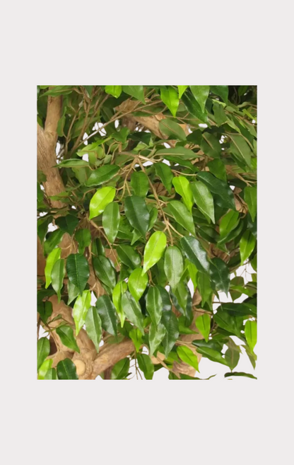 Ficus Hawaiian Seminaturale • Verde • Tronco Jamaica • H cm 200