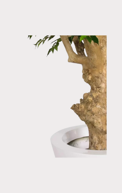 Ficus Hawaiian Seminaturale • Verde • Tronco Jamaica • H cm 200