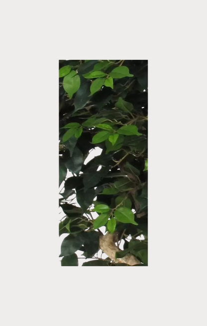 Ficus Elegance Seminaturale • Verde • Tronco Mediterraneo