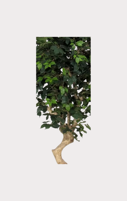 Ficus Elegance Seminaturale • Verde • Tronco Mediterraneo