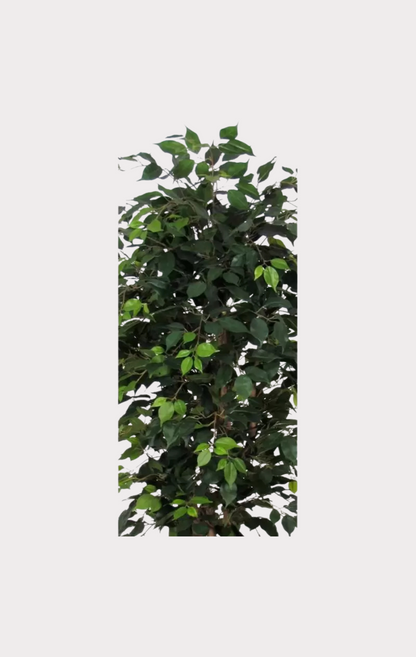 Ficus Elegance Seminaturale • Verde • Tronco Mansanisi