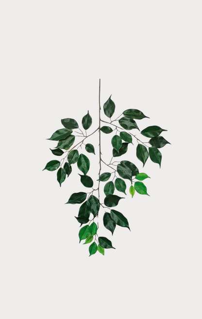 Ficus Elegance Seminaturale • Verde • Tronco Mansanisi