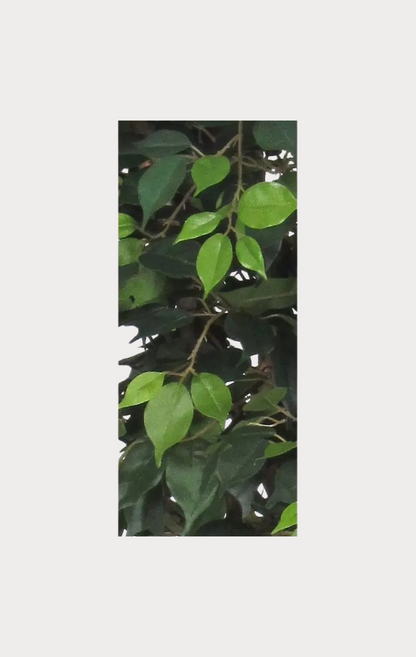 Ficus Elegance Seminaturale • Verde • Tronco Mansanisi
