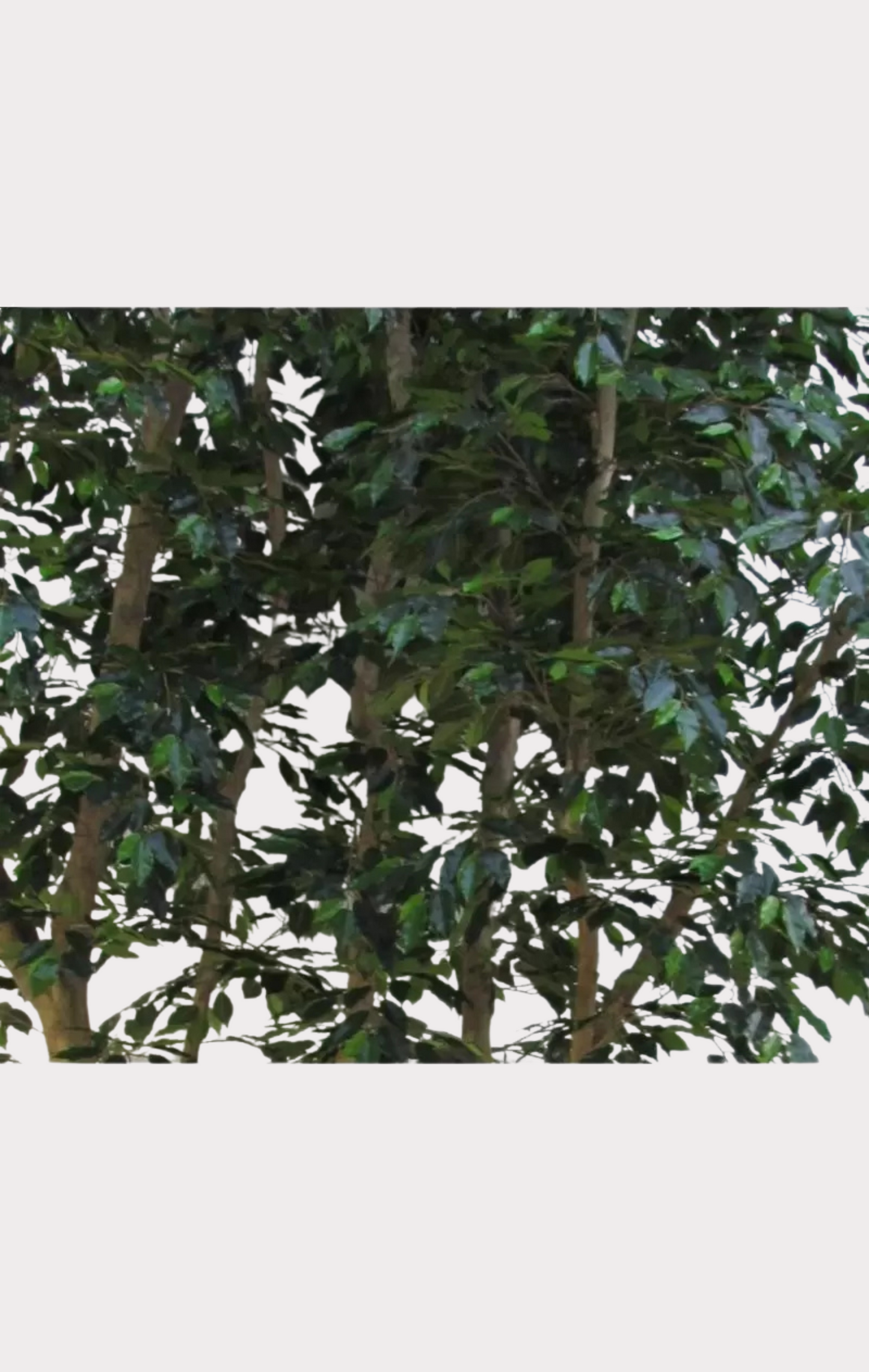 Ficus Luxe Seminaturale • Verde • Tronco Mansanisi Giant Bosco