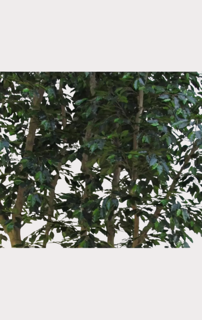 Ficus Luxe Seminaturale • Verde • Tronco Mansanisi Giant Bosco