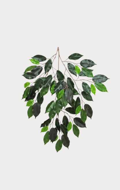 Ficus Luxe Seminaturale • Verde • Tronco Mansanisi Giant Bosco