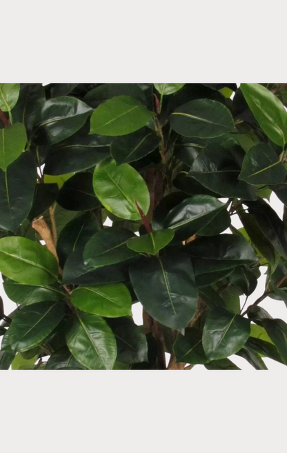 Ficus Elastica Seminaturale • Verde • Tronco Mansanisi