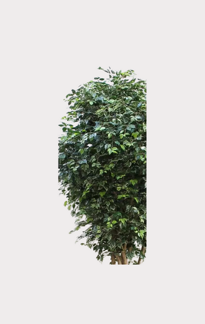 Ficus Elegance Giant Seminaturale • Verde • Tronco Naturale • H da cm 350 a cm 500