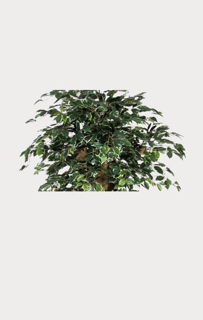 Ficus Elegance Seminaturale • Variegato • Tronco Mediterraneo