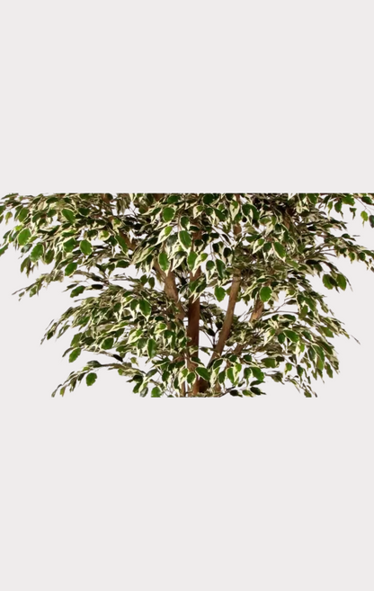 Ficus Hawaiian Seminaturale • Variegato • Tronco Mansanisi