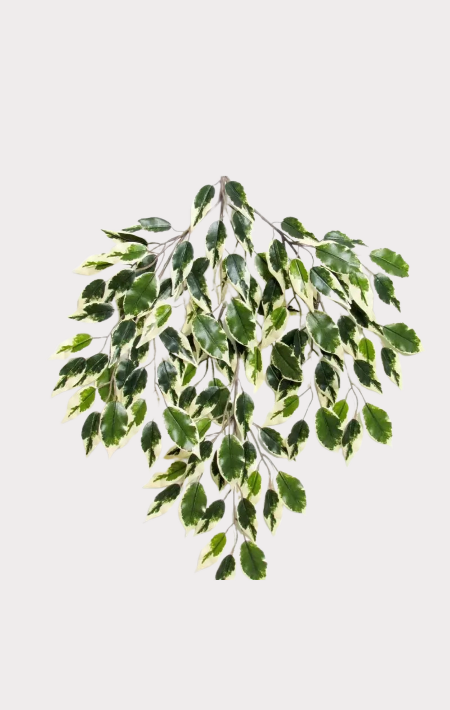 Ficus Hawaiian Seminaturale • Variegato • Tronco Mansanisi