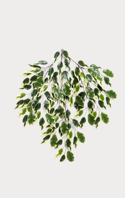 Ficus Hawaiian Seminaturale • Variegato • Tronco Mansanisi