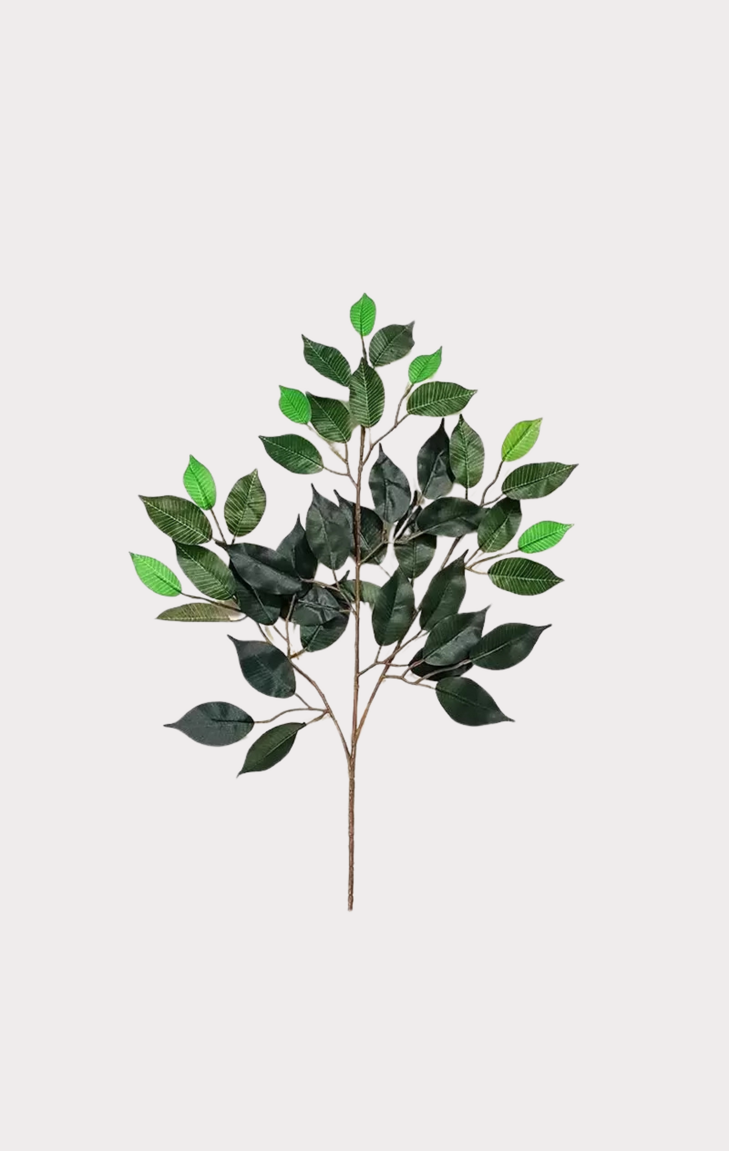 Ficus Seminaturale • Verde • Tronco Mansanisi